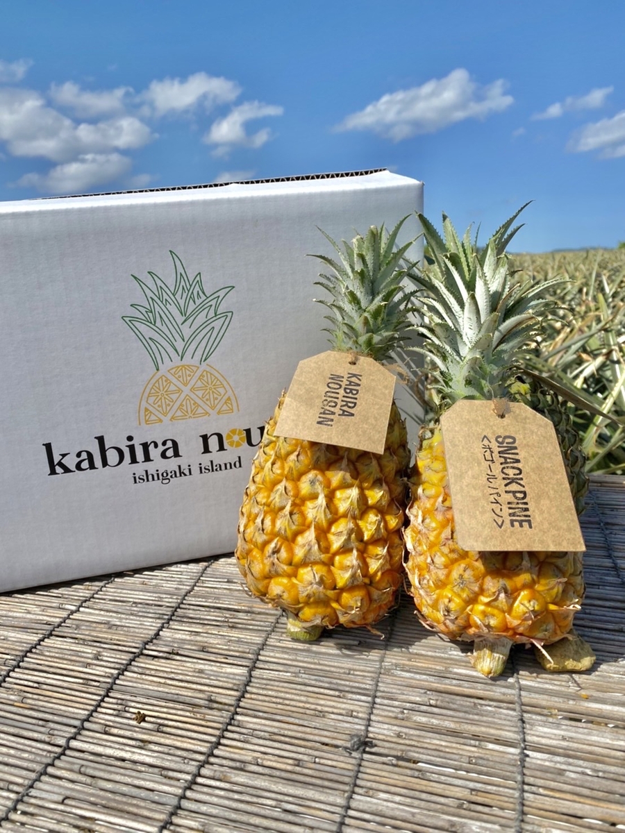 完売！！【石垣島産】極上パイナップル | エコチョク